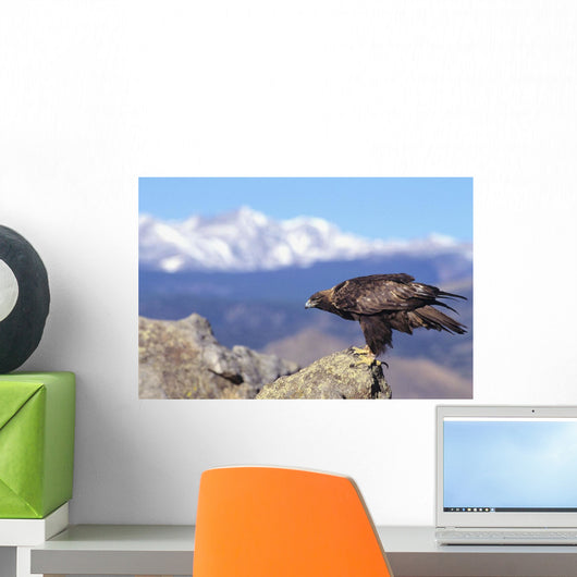 Colorado, Roosevelt National Forest, Golden Eagle Wall Mural