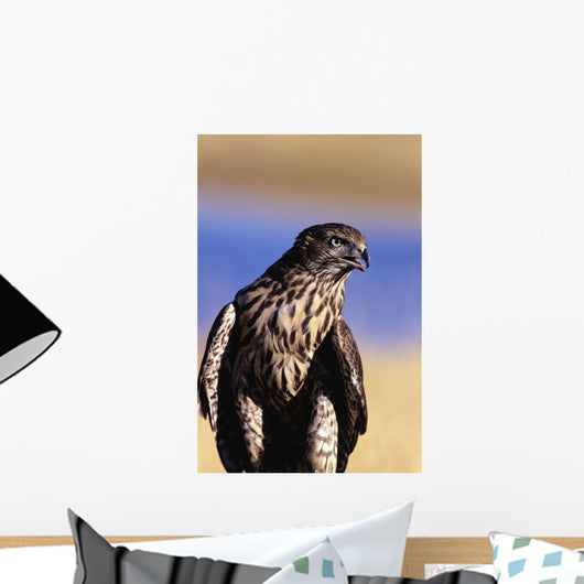 Colorado, Northern Goshawk Wall Mural
