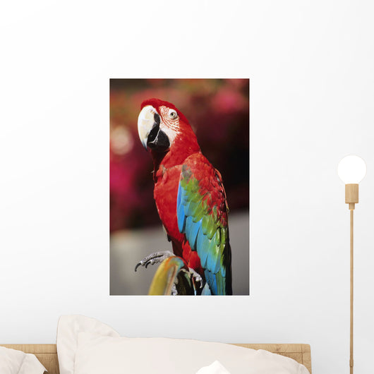 Red Macaw Parrot Closeup Wall Mural