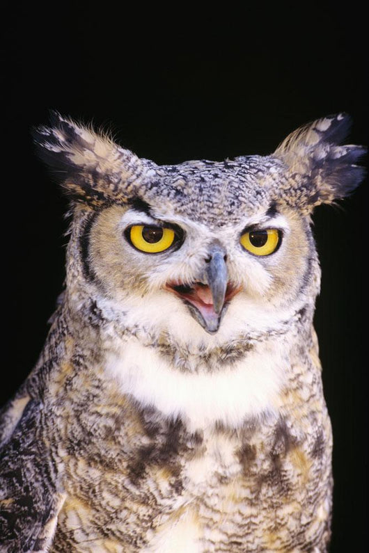 Great Horned Owl Wall Mural