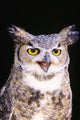 Great Horned Owl Wall Mural