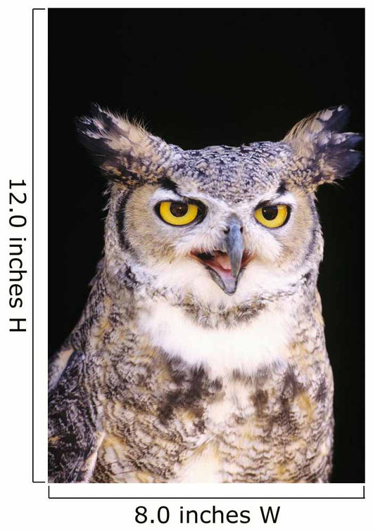 Great Horned Owl Wall Mural