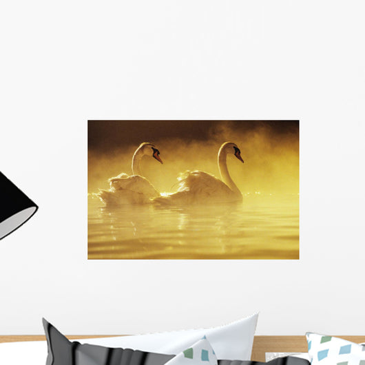 Pair Of African Swans Swimming In Misty Waters, Soft Yellow Lighting Wall Mural