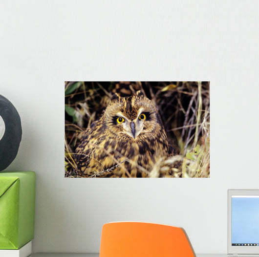 USA, Colorado, Short-Eared Owl Wall Mural