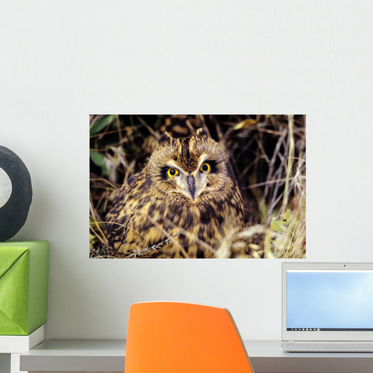 USA, Colorado, Short-Eared Owl Wall Mural