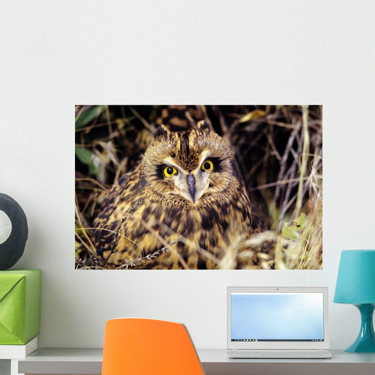 USA, Colorado, Short-Eared Owl Wall Mural