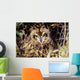 USA, Colorado, Short-Eared Owl Wall Mural