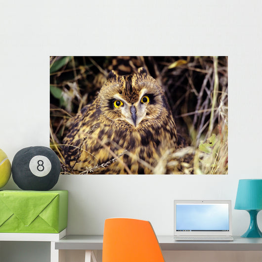 USA, Colorado, Short-Eared Owl Wall Mural