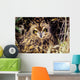 USA, Colorado, Short-Eared Owl Wall Mural
