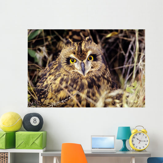 USA, Colorado, Short-Eared Owl Wall Mural