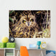 USA, Colorado, Short-Eared Owl Wall Mural