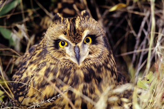USA, Colorado, Short-Eared Owl Wall Mural