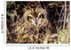 USA, Colorado, Short-Eared Owl Wall Mural