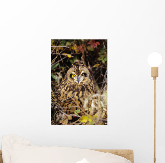 Short-Eared Owl, Asio Flammeus, Front Range, Colorado Wall Mural