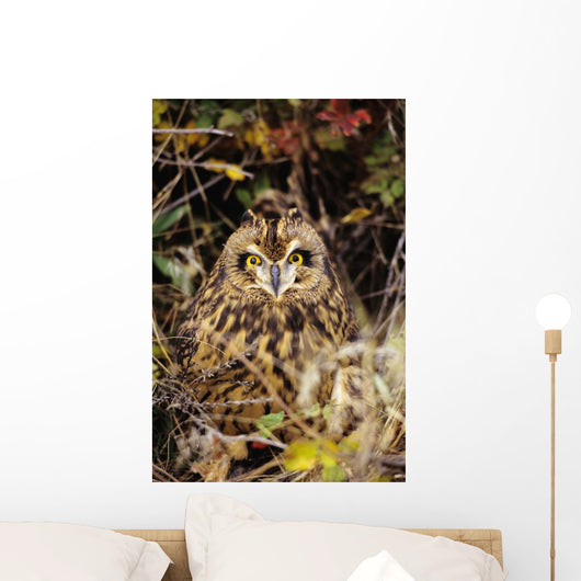 Short-Eared Owl, Asio Flammeus, Front Range, Colorado Wall Mural