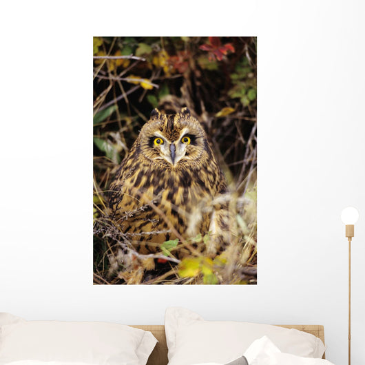 Short-Eared Owl, Asio Flammeus, Front Range, Colorado Wall Mural