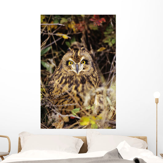 Short-Eared Owl, Asio Flammeus, Front Range, Colorado Wall Mural