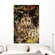 Short-Eared Owl, Asio Flammeus, Front Range, Colorado Wall Mural