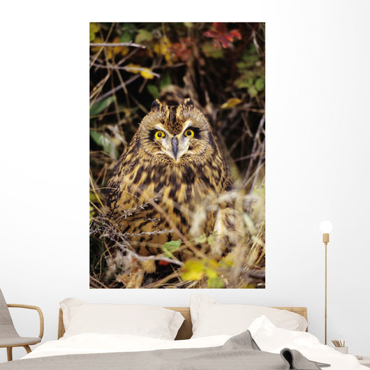 Short-Eared Owl, Asio Flammeus, Front Range, Colorado Wall Mural