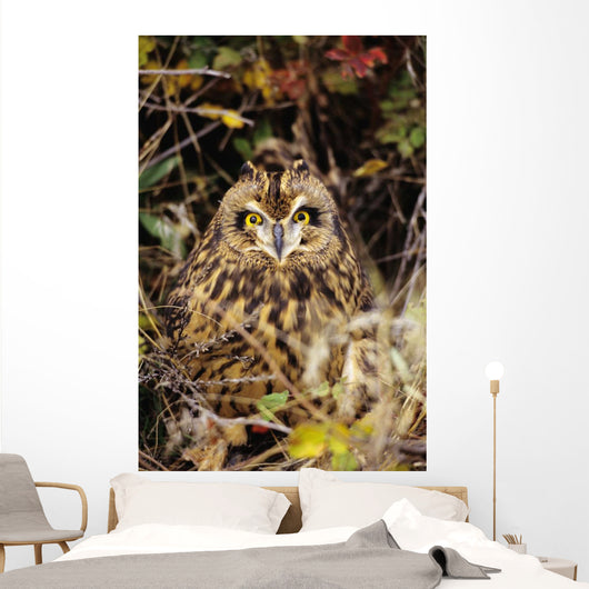 Short-Eared Owl, Asio Flammeus, Front Range, Colorado Wall Mural