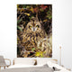 Short-Eared Owl, Asio Flammeus, Front Range, Colorado Wall Mural