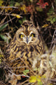 Short-Eared Owl, Asio Flammeus, Front Range, Colorado Wall Mural