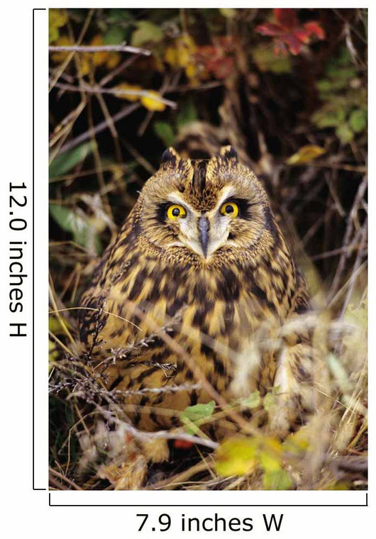 Short-Eared Owl, Asio Flammeus, Front Range, Colorado Wall Mural