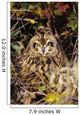 Short-Eared Owl, Asio Flammeus, Front Range, Colorado Wall Mural