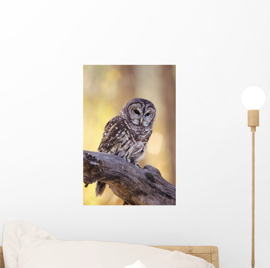 Barred Owl perching on Cottonwood Wall Mural