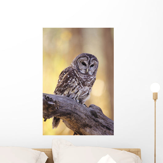 Barred Owl perching on Cottonwood Wall Mural