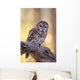 Barred Owl perching on Cottonwood Wall Mural