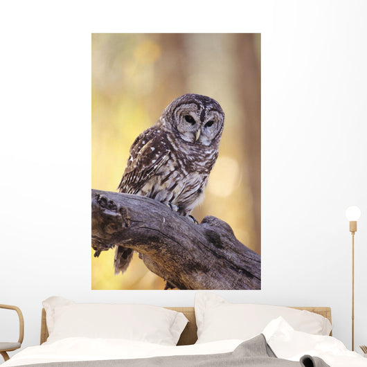 Barred Owl perching on Cottonwood Wall Mural