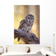 Barred Owl perching on Cottonwood Wall Mural