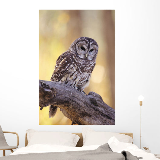 Barred Owl perching on Cottonwood Wall Mural
