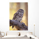 Barred Owl perching on Cottonwood Wall Mural