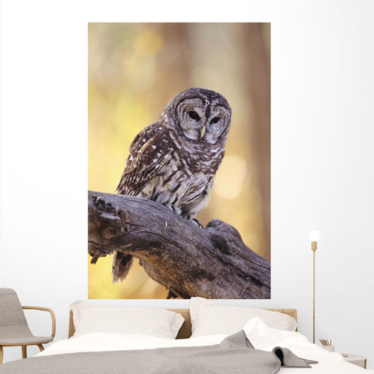 Barred Owl perching on Cottonwood Wall Mural
