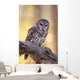 Barred Owl perching on Cottonwood Wall Mural