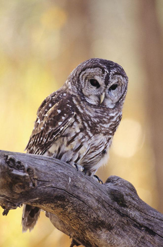 Barred Owl perching on Cottonwood Wall Mural