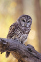Barred Owl perching on Cottonwood Wall Mural