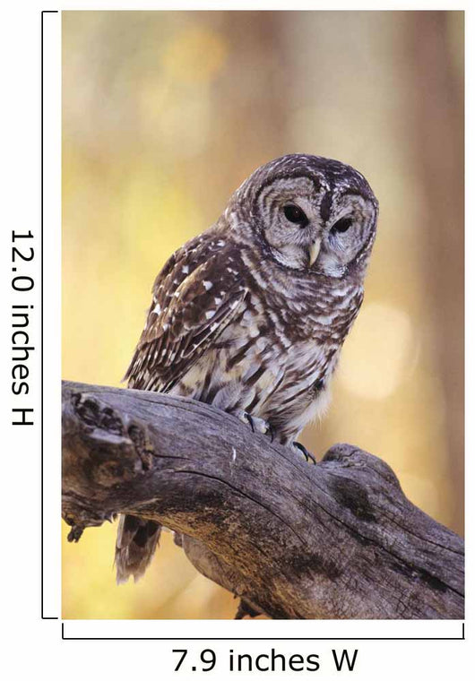 Barred Owl perching on Cottonwood Wall Mural