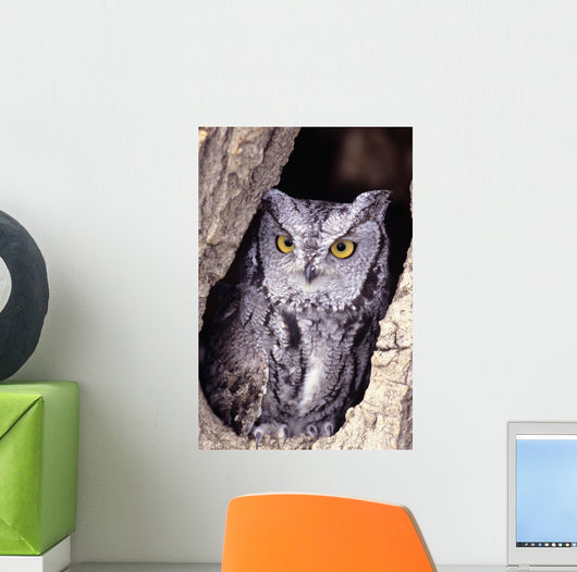 Western Screech Owl in hollow Cottonwood tree Wall Mural