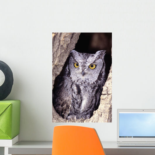 Western Screech Owl in hollow Cottonwood tree Wall Mural