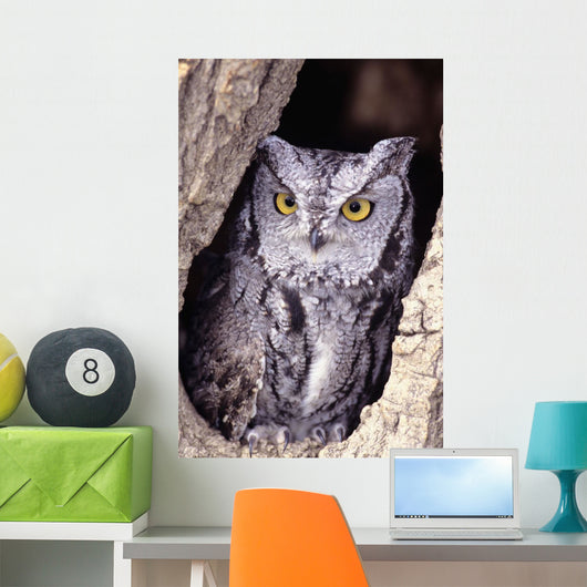 Western Screech Owl in hollow Cottonwood tree Wall Mural