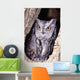 Western Screech Owl in hollow Cottonwood tree Wall Mural