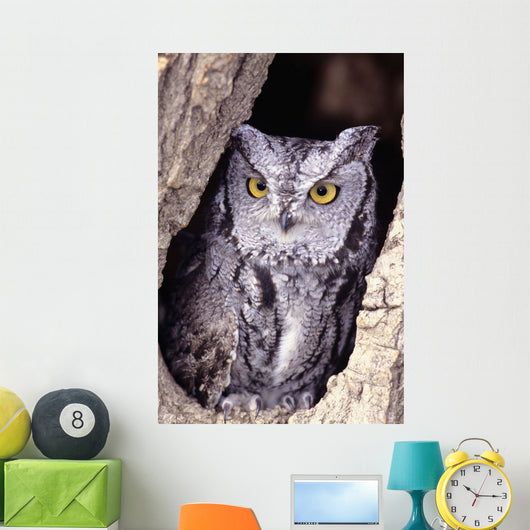 Western Screech Owl in hollow Cottonwood tree Wall Mural