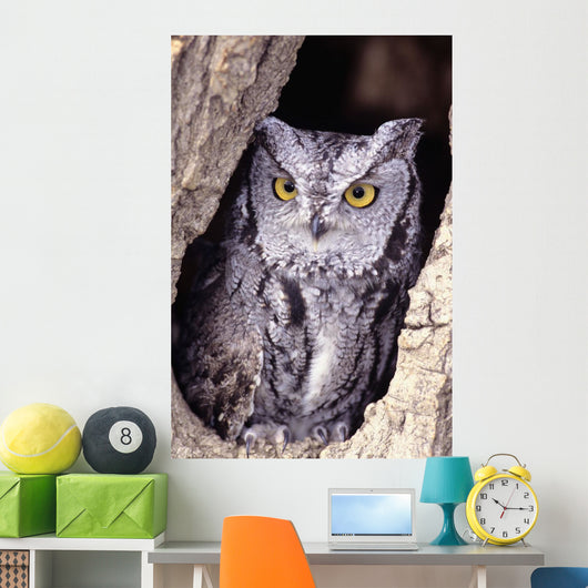 Western Screech Owl in hollow Cottonwood tree Wall Mural
