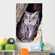 Western Screech Owl in hollow Cottonwood tree Wall Mural