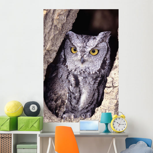 Western Screech Owl in hollow Cottonwood tree Wall Mural