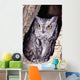 Western Screech Owl in hollow Cottonwood tree Wall Mural
