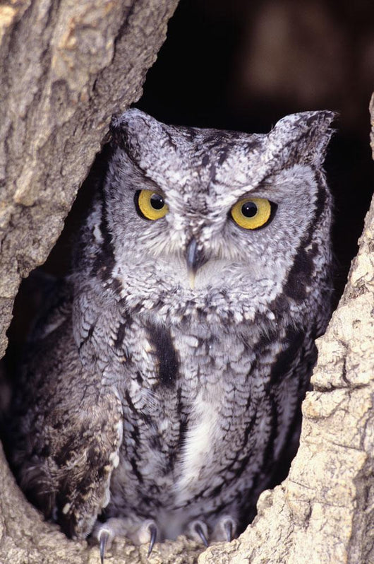 Western Screech Owl in hollow Cottonwood tree Wall Mural